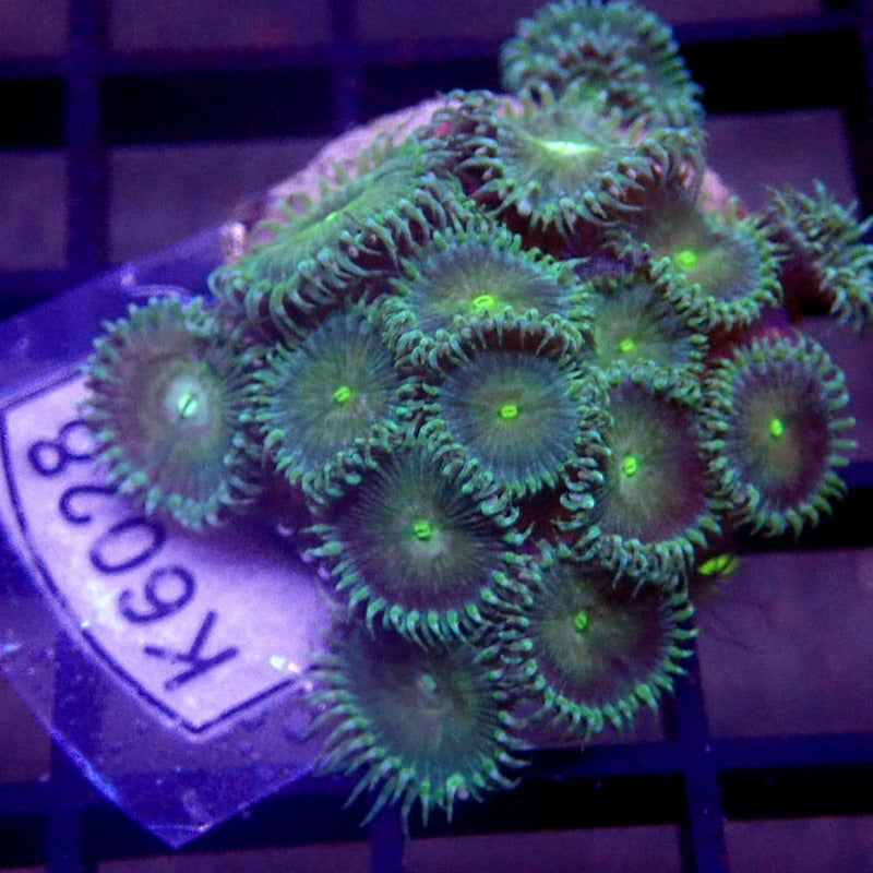 Green Palys FAST GROWING WYSIWYG K6028