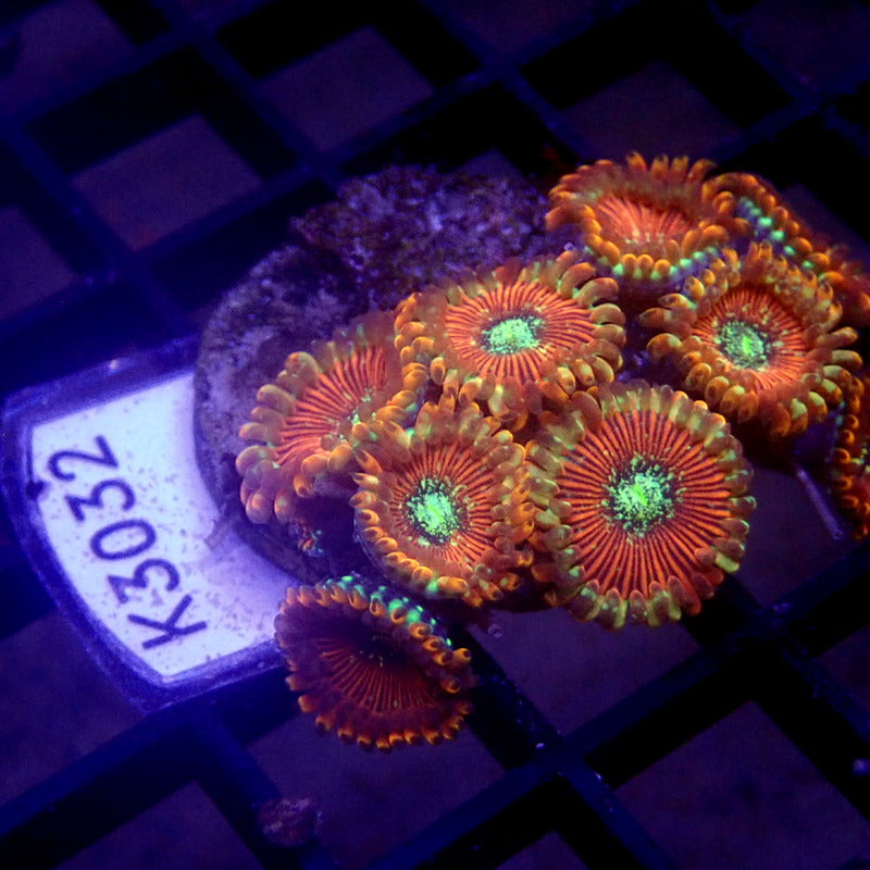 Magician Zoanthids WYSIWYG K3032