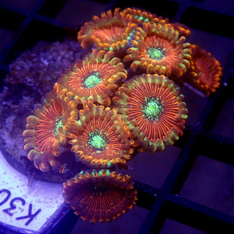 Magician Zoanthids WYSIWYG K3032