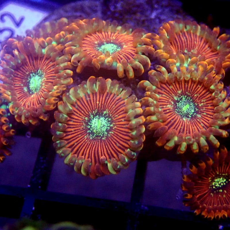 Magician Zoanthids WYSIWYG K3032