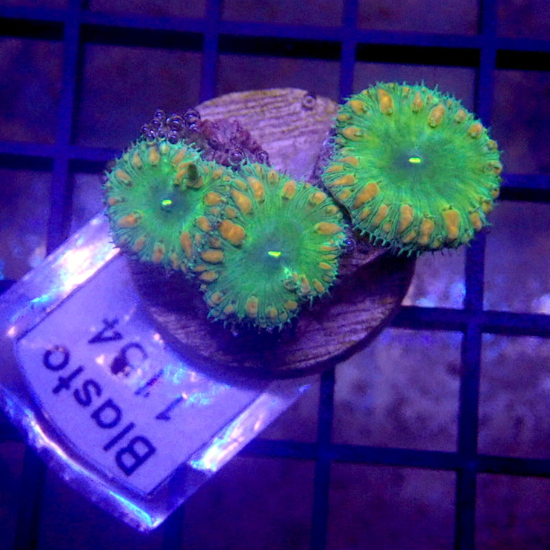 Green Blastomussa Frag WYSIWYG Blasto 1154