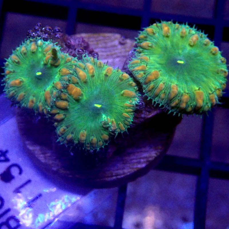 Green Blastomussa Frag WYSIWYG Blasto 1154