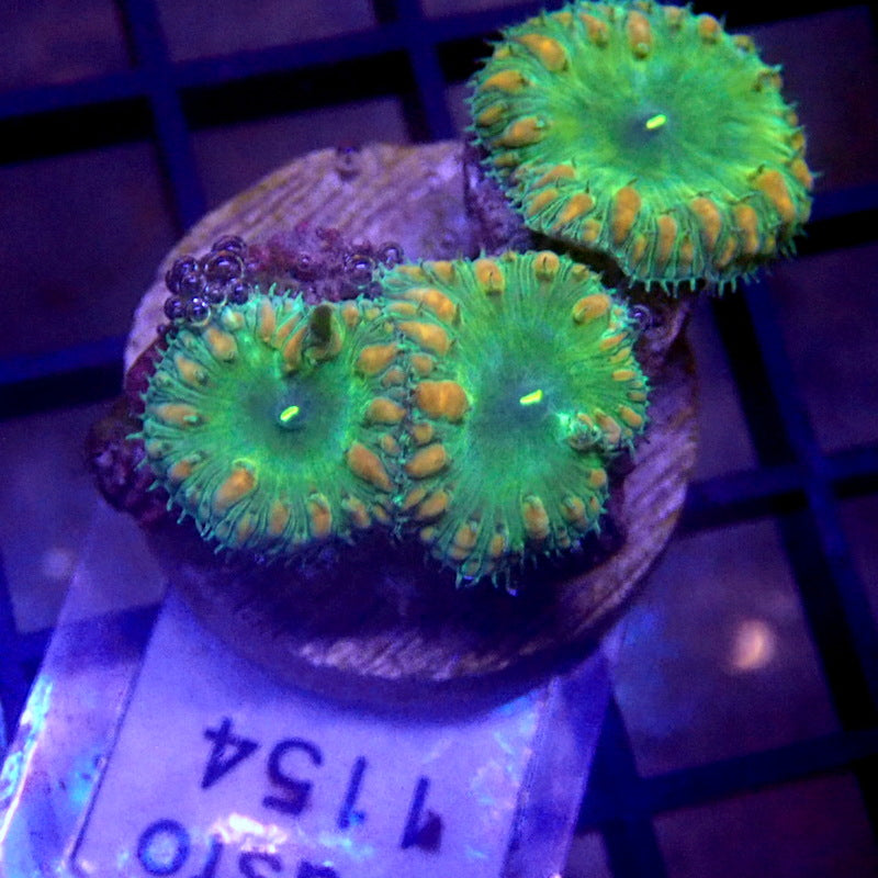 Green Blastomussa Frag WYSIWYG Blasto 1154