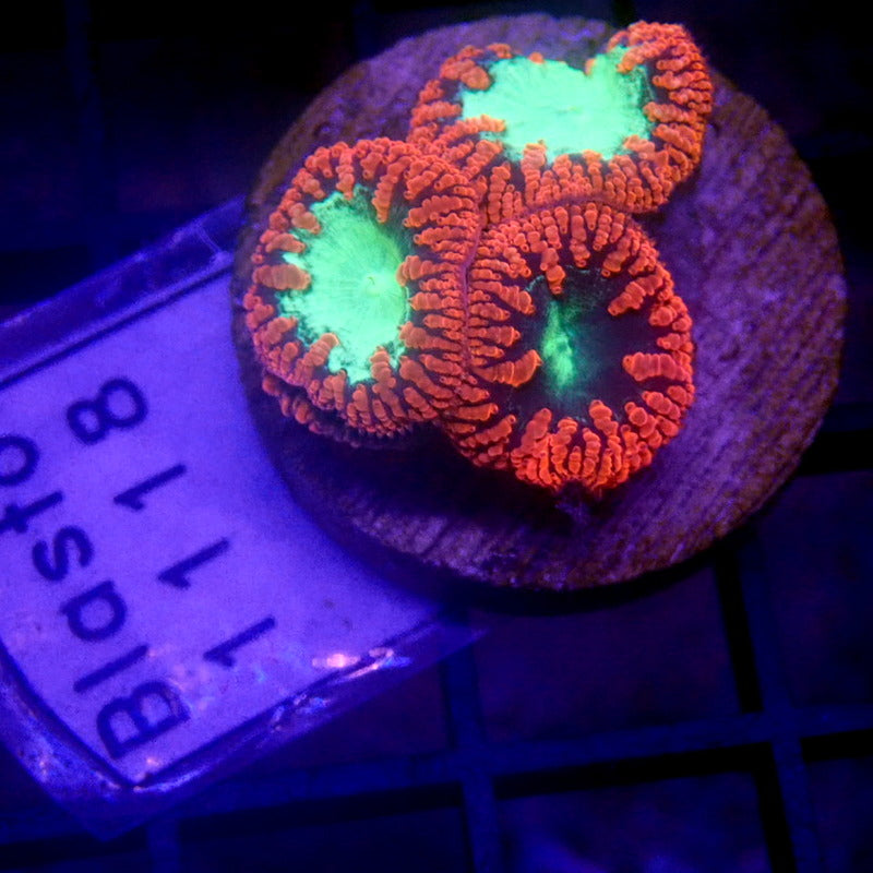 UNIQUE Red & Green Blastomussa WYSIWYG Blasto 1118