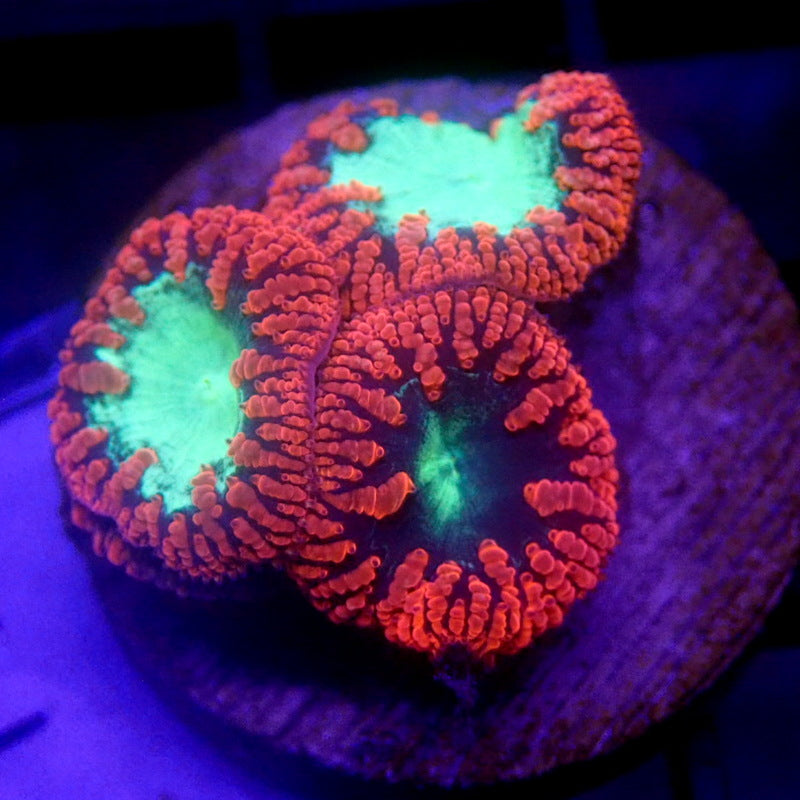 UNIQUE Red & Green Blastomussa WYSIWYG Blasto 1118