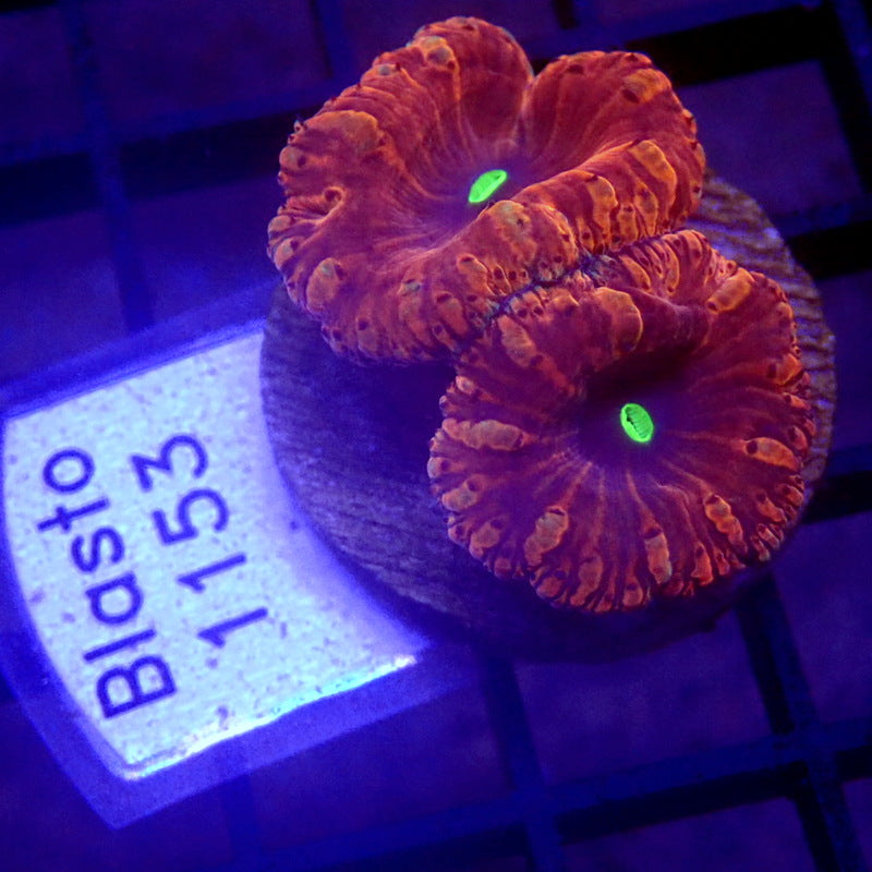 ULTRA Blastomussa WYSIWYG Blasto 1153