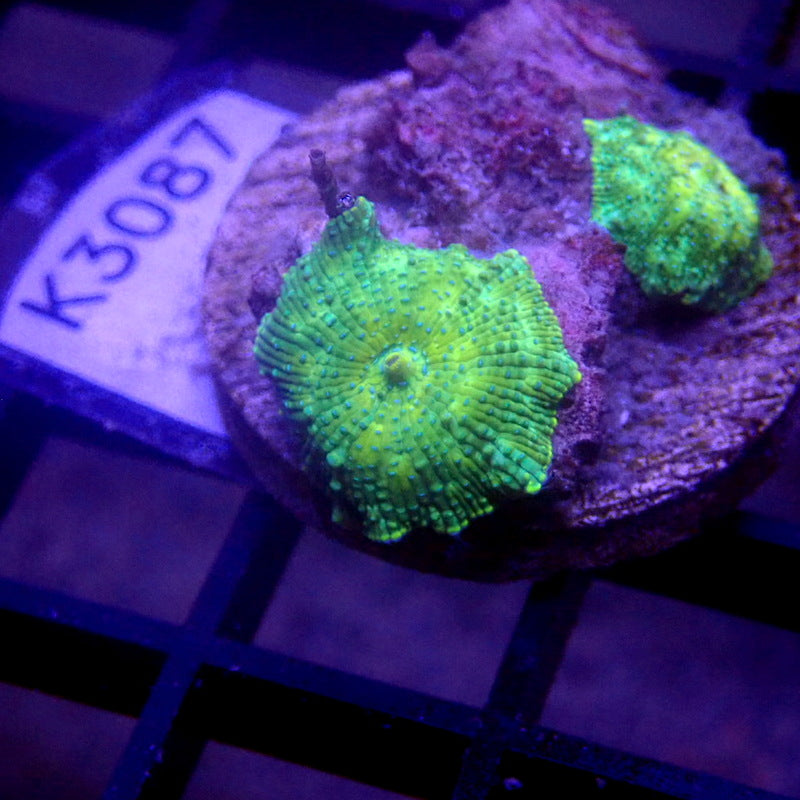 Green Mushrooms WYSIWYG K3087