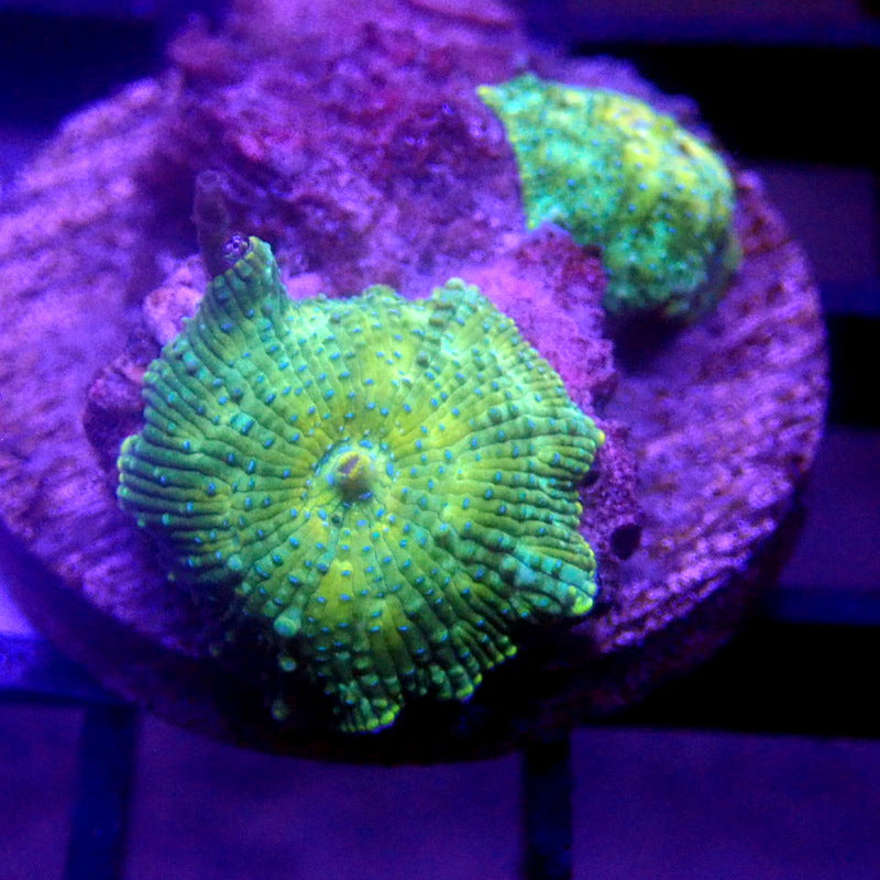 Green Mushrooms WYSIWYG K3087
