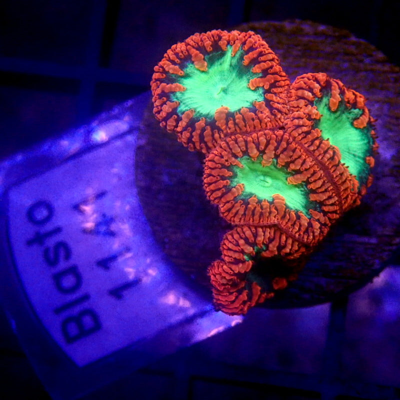 Red & Green Blastos WYSIWYG Blasto 1141