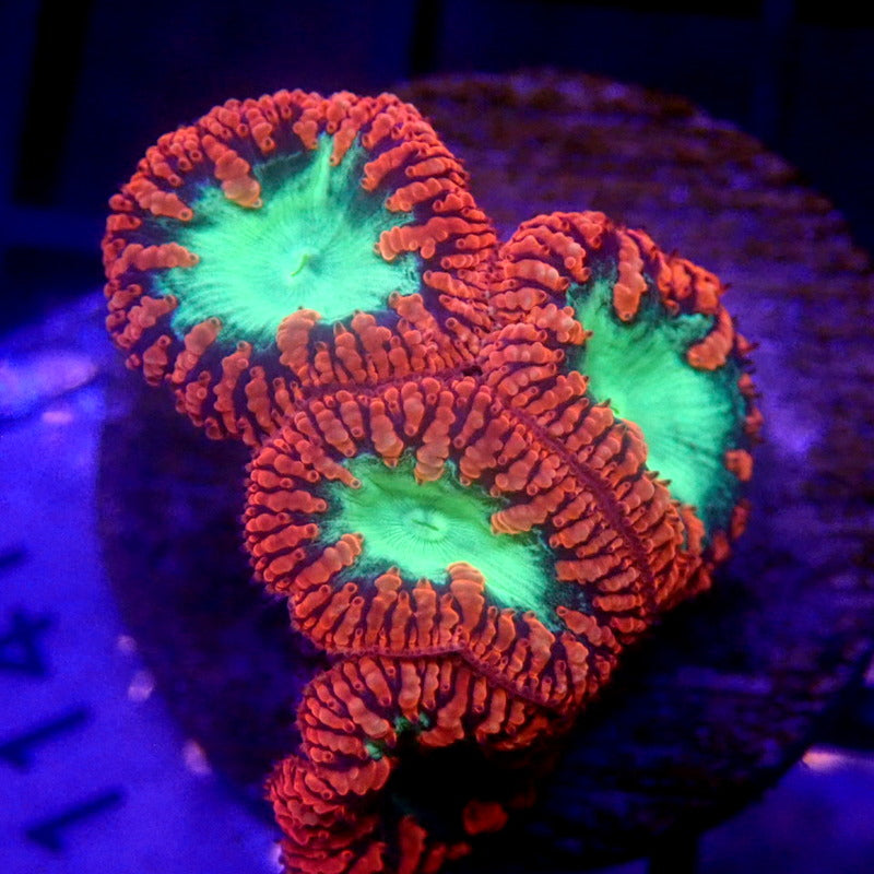 Red & Green Blastos WYSIWYG Blasto 1141