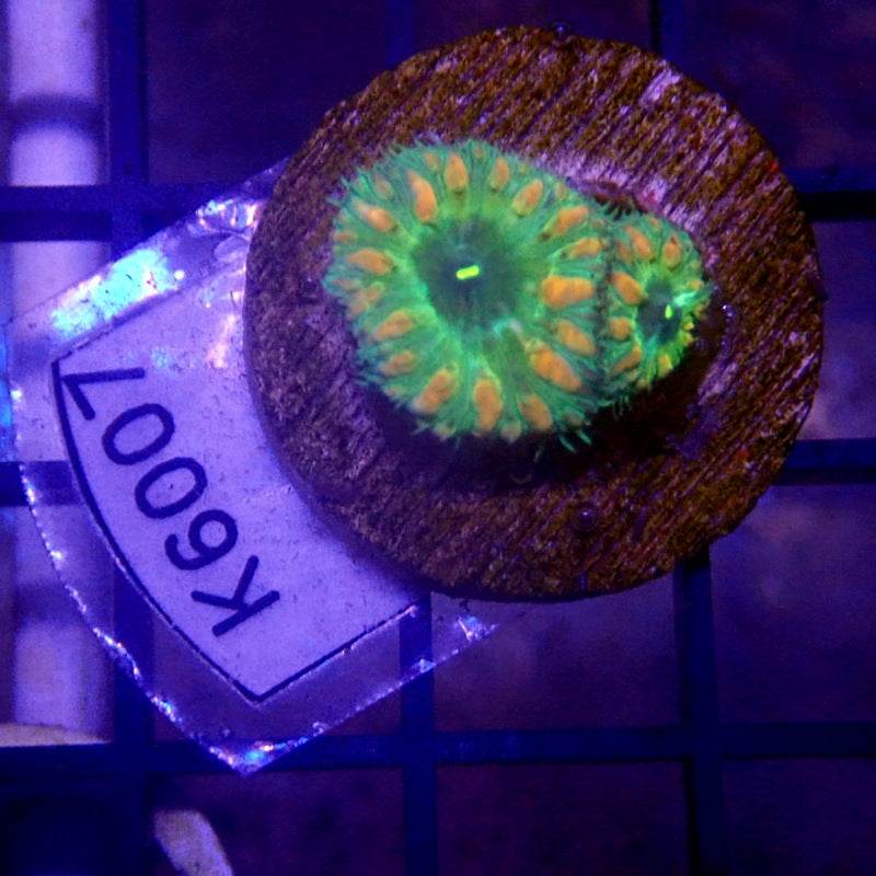 Green Blastomussa WYSIWYG K6007