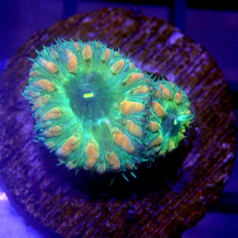 Green Blastomussa WYSIWYG K6007