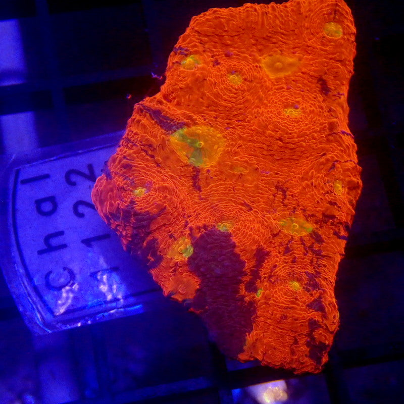RAINBOW Chalice Frag WYSIWYG Chal 1122