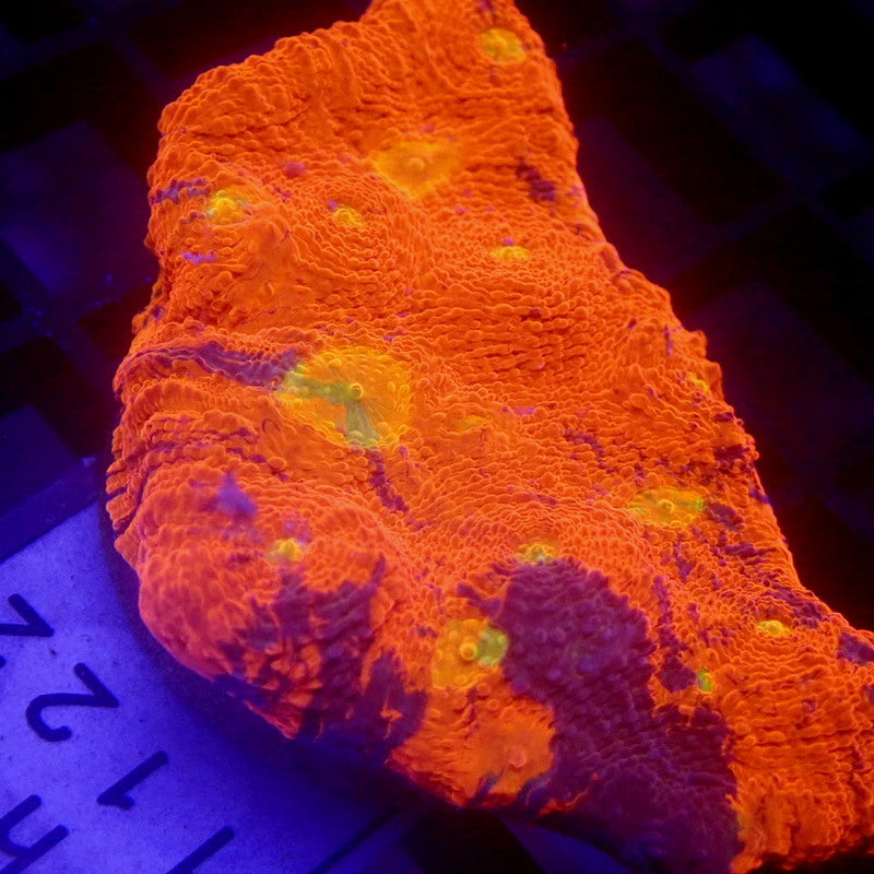 RAINBOW Chalice Frag WYSIWYG Chal 1122