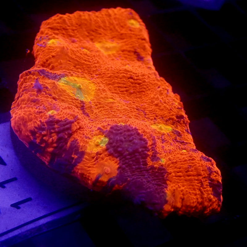 RAINBOW Chalice Frag WYSIWYG Chal 1122