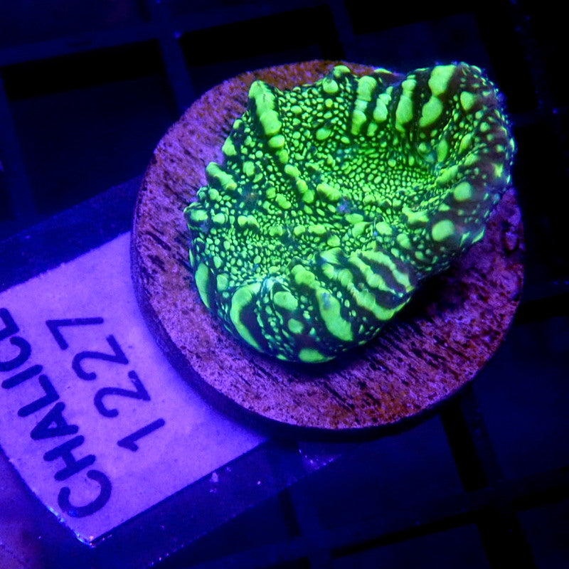 NEON Green Chalice WYSIWYG Chal 1227