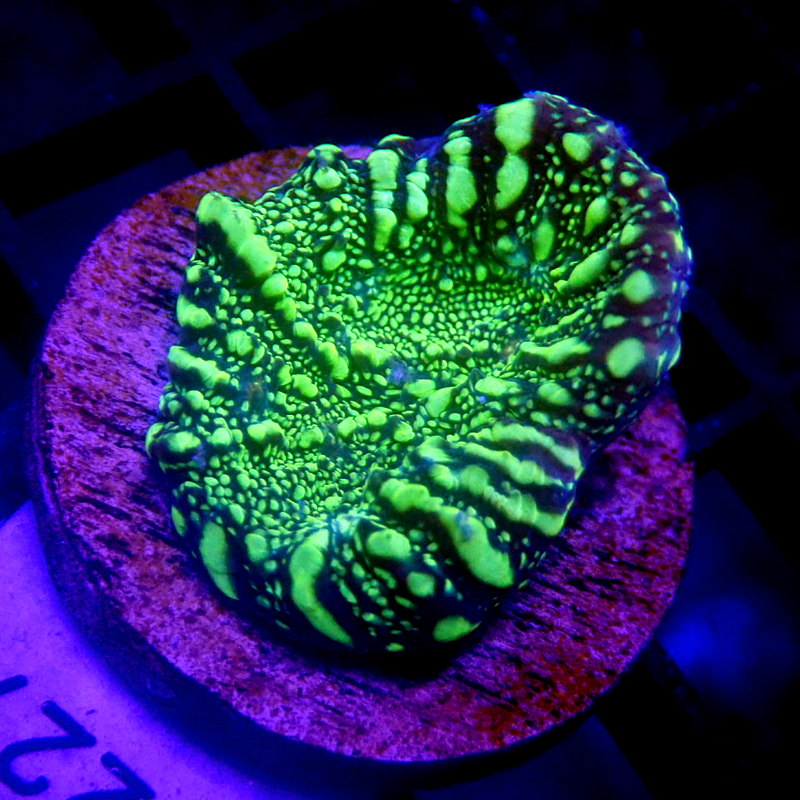 NEON Green Chalice WYSIWYG Chal 1227