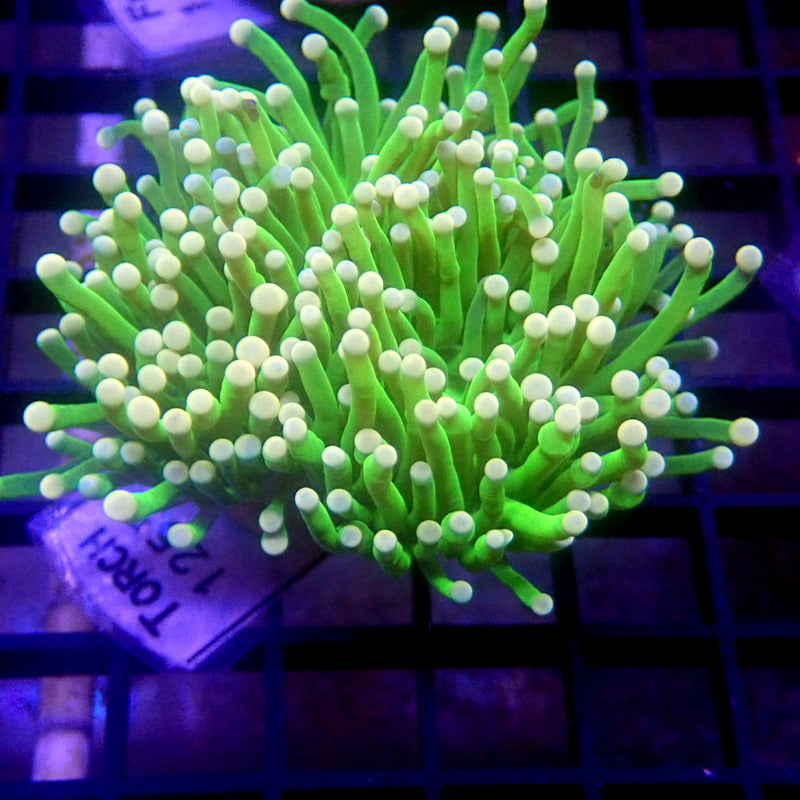 NEON Green Torch Unique Tips WYSIWYG Torch 1255