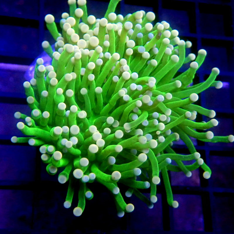 NEON Green Torch Unique Tips WYSIWYG Torch 1255