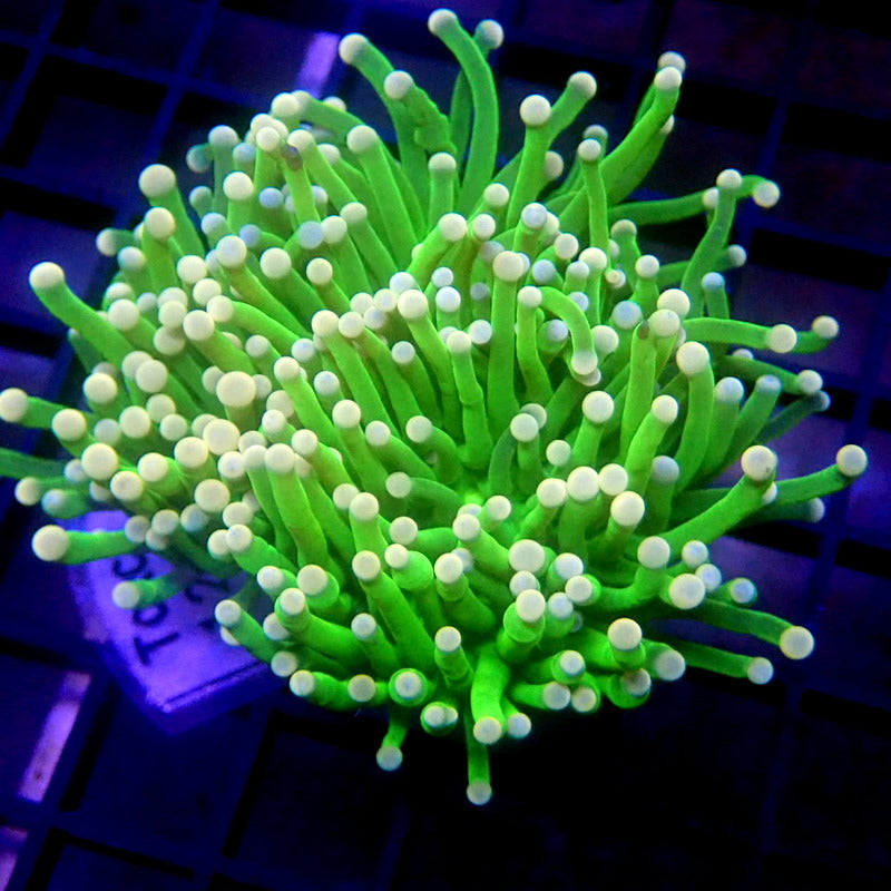NEON Green Torch Unique Tips WYSIWYG Torch 1255