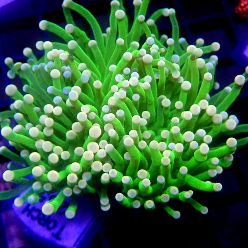 NEON Green Torch Unique Tips WYSIWYG Torch 1255