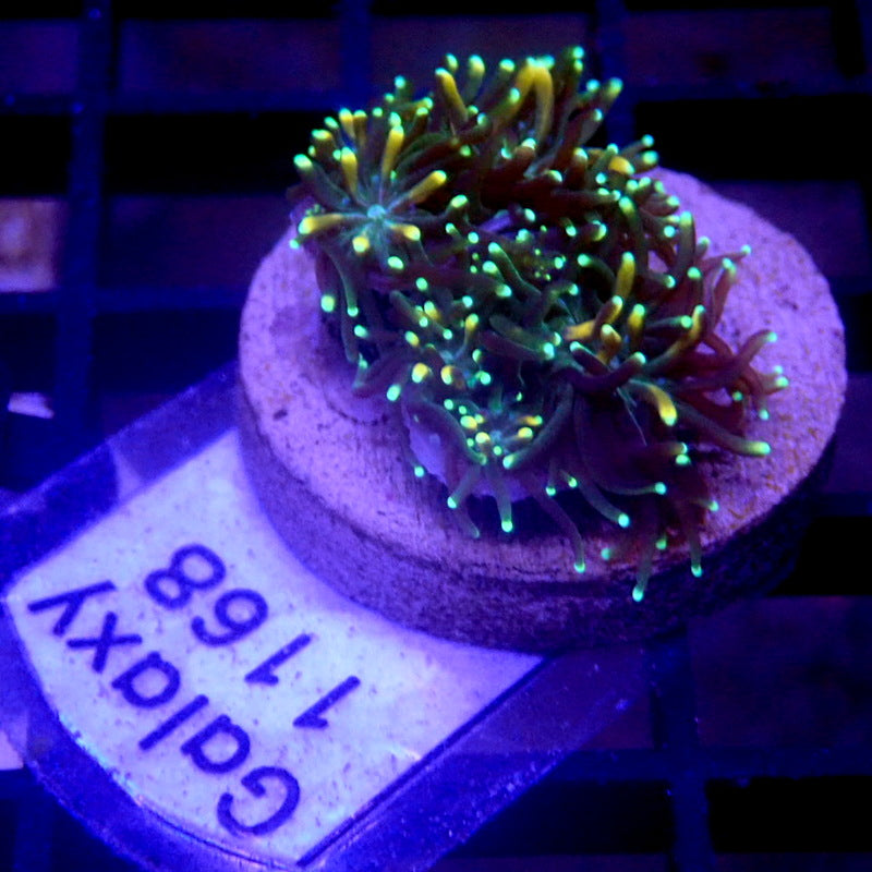 Gold & Green Galaxia Coral WYSIWYG Galaxy 1168