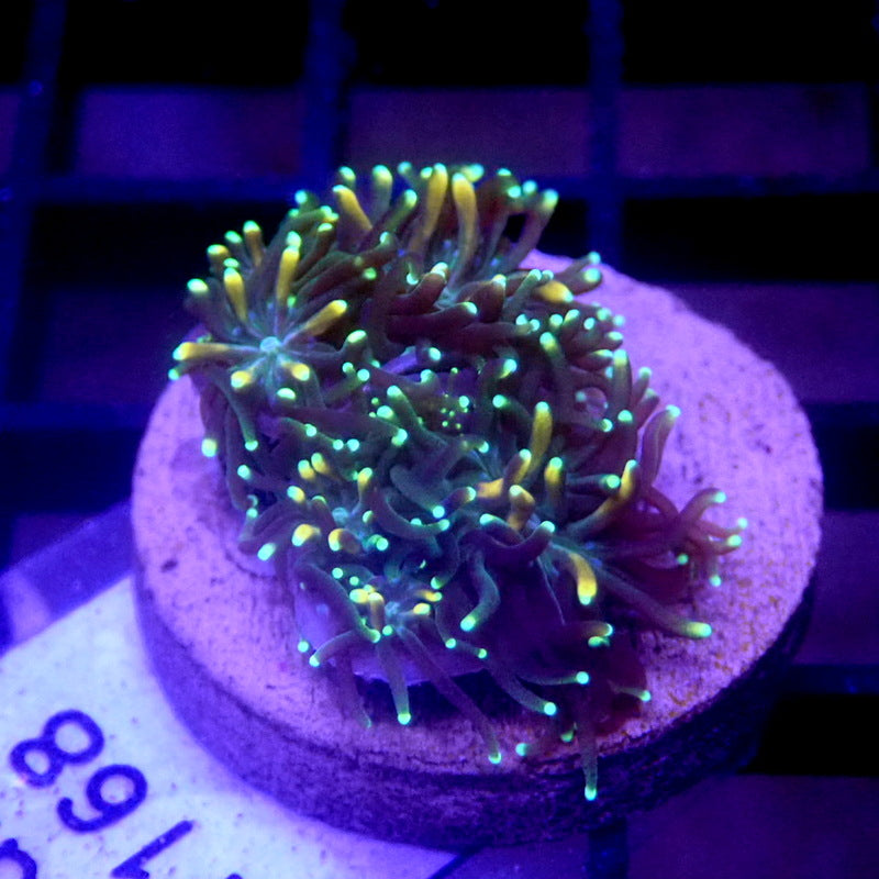 Gold & Green Galaxia Coral WYSIWYG Galaxy 1168