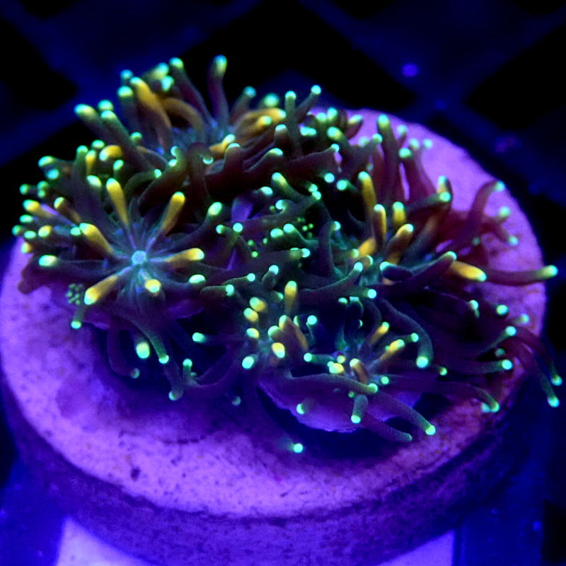 Gold & Green Galaxia Coral WYSIWYG Galaxy 1168