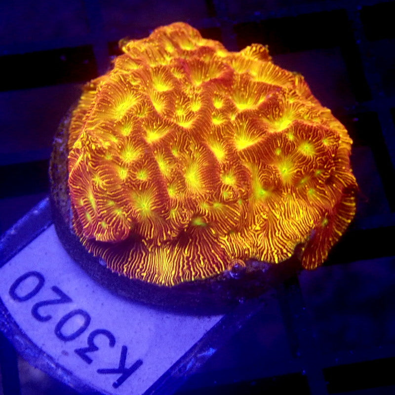 JF Jackolantern Leptoseris Frag WYSIWYG K3020
