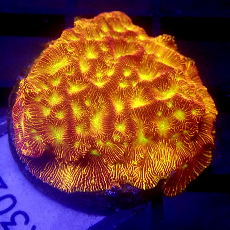 JF Jackolantern Leptoseris Frag WYSIWYG K3020