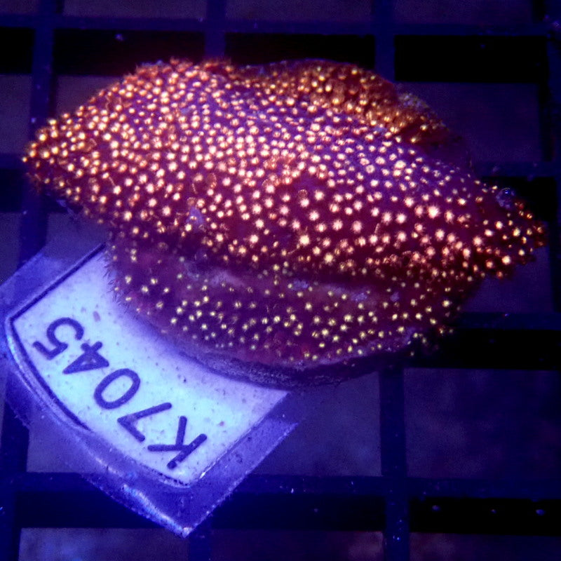 Pink Stylocoeniella Frag WYSIWYG K7045