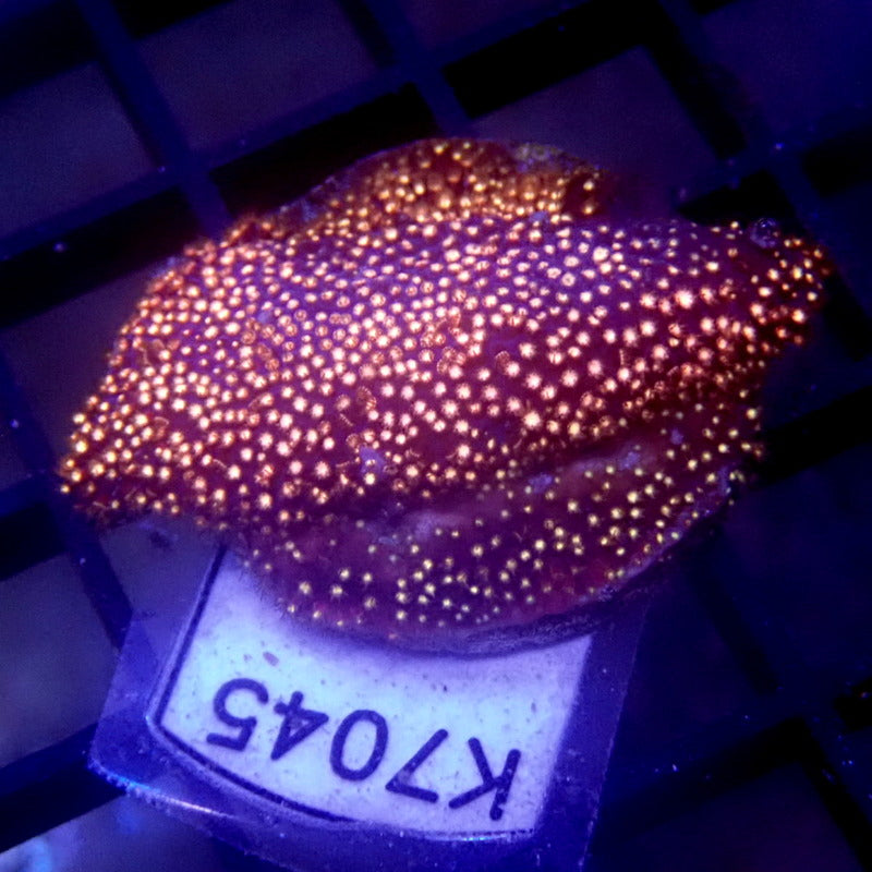 Pink Stylocoeniella Frag WYSIWYG K7045