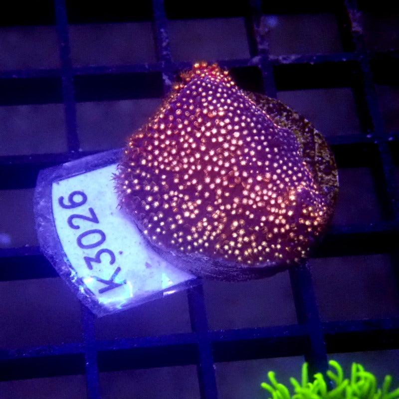 Pink Stylocoeniella Frag WYSIWYG K3026