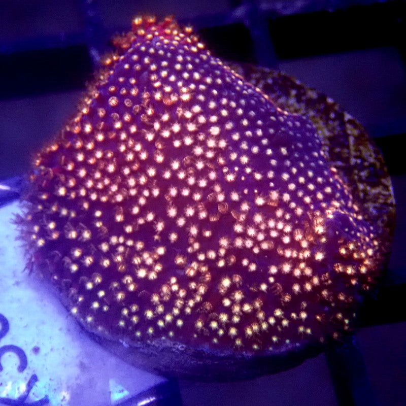Pink Stylocoeniella Frag WYSIWYG K3026