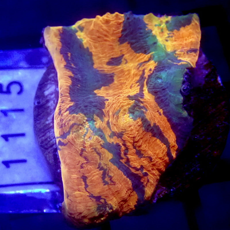 Orange & Green Striped Chalice WYSIWYG Chal 115