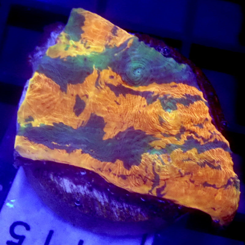 Orange & Green Striped Chalice WYSIWYG Chal 115