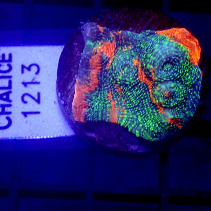 RAINBOW Convict Chalice WYSIWYG Chalice 1213