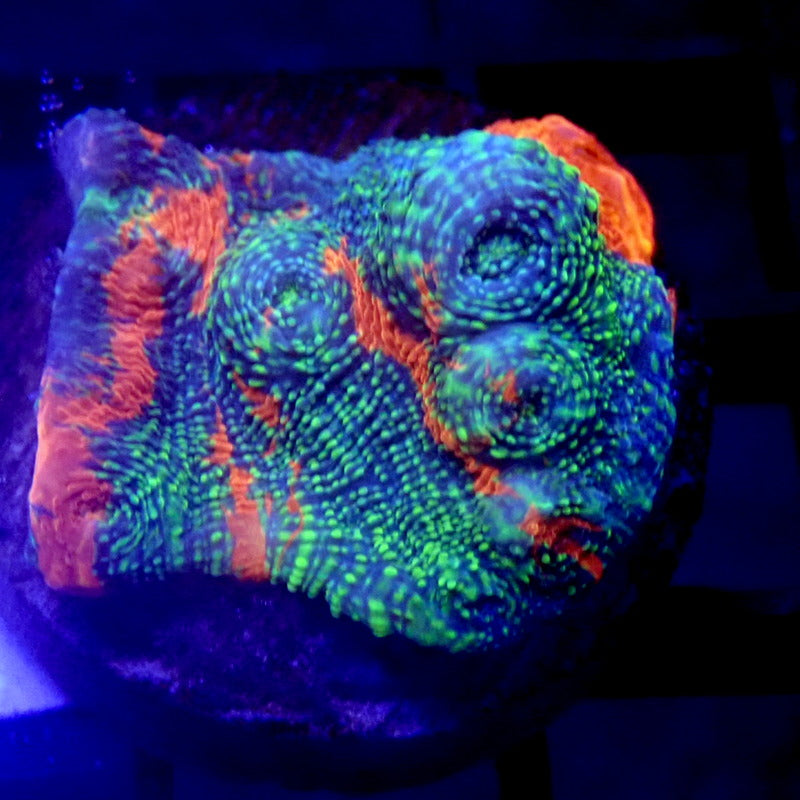 RAINBOW Convict Chalice WYSIWYG Chalice 1213