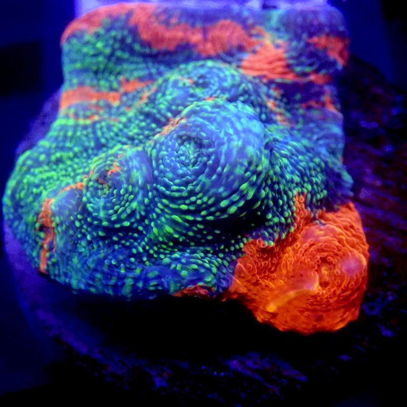RAINBOW Convict Chalice WYSIWYG Chalice 1213
