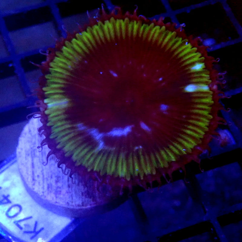 Palythoa Grandis WYSIWYG K7041