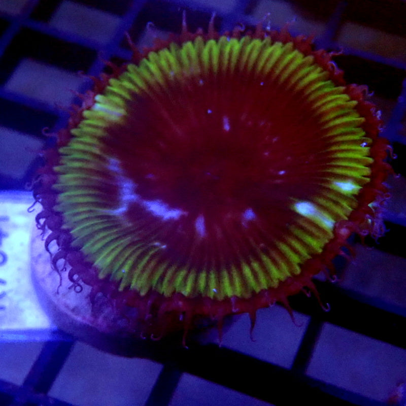Palythoa Grandis WYSIWYG K7041