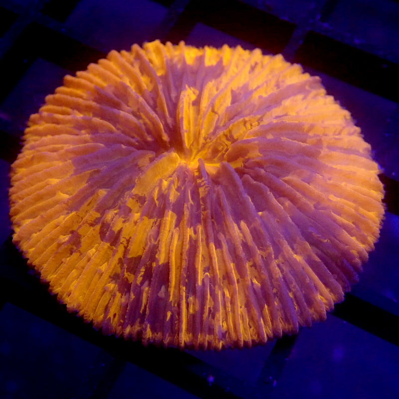 Orange & Blue Plate Coral WYSIWYG #69