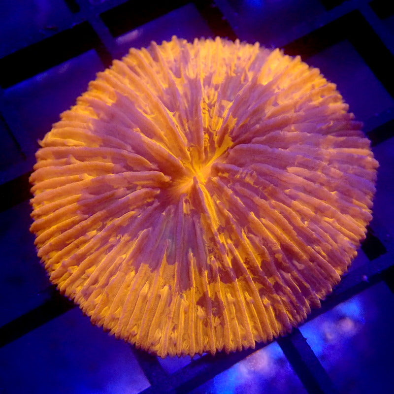 Orange & Blue Plate Coral WYSIWYG #69