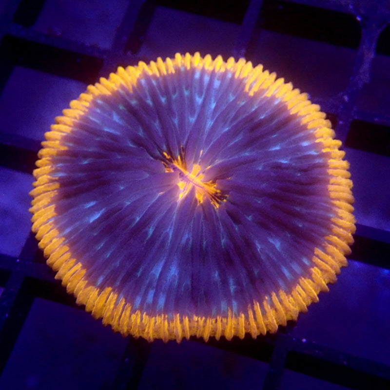 Blue & Orange Plate Coral WYSIWYG #68