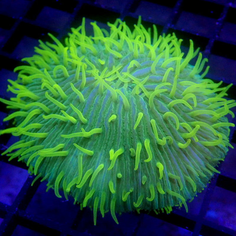 Ultra Green Plate Coral WYSIWYG #81