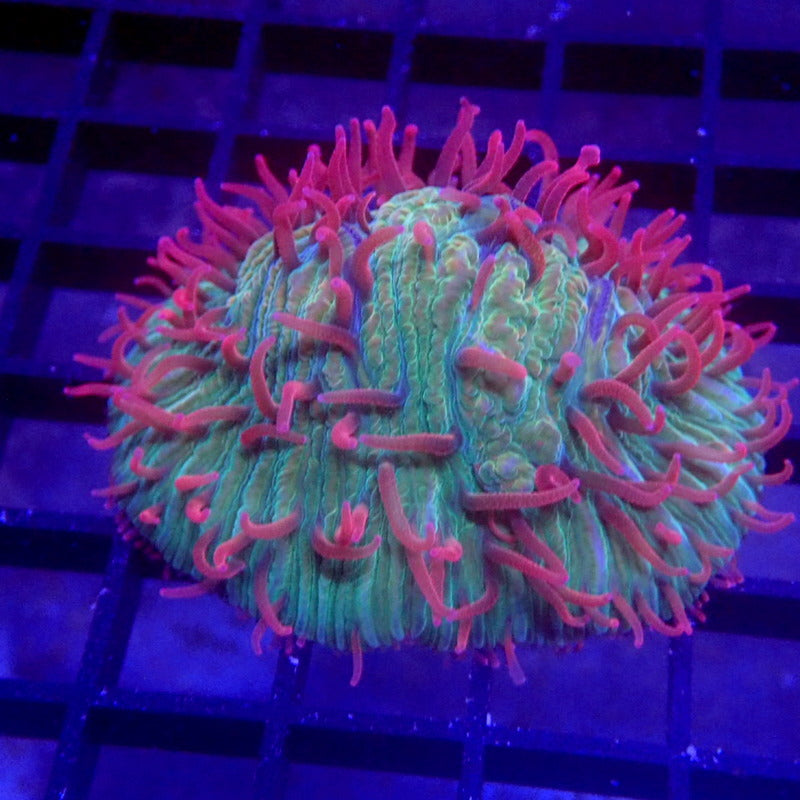 Red Tentacle Diaseris Plate Coral WYSIWYG #74