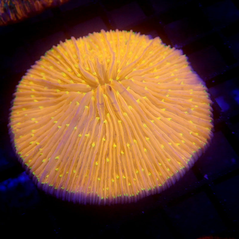 Orange Plate Yellow Tentacles WYSIWYG #61