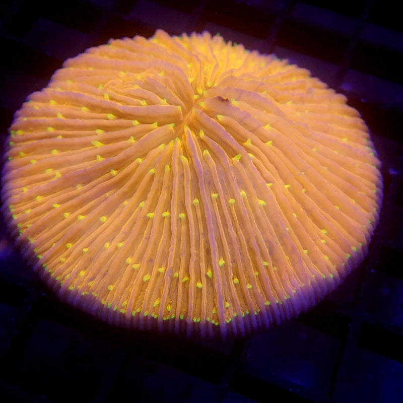 Orange Plate Yellow Tentacles WYSIWYG #61