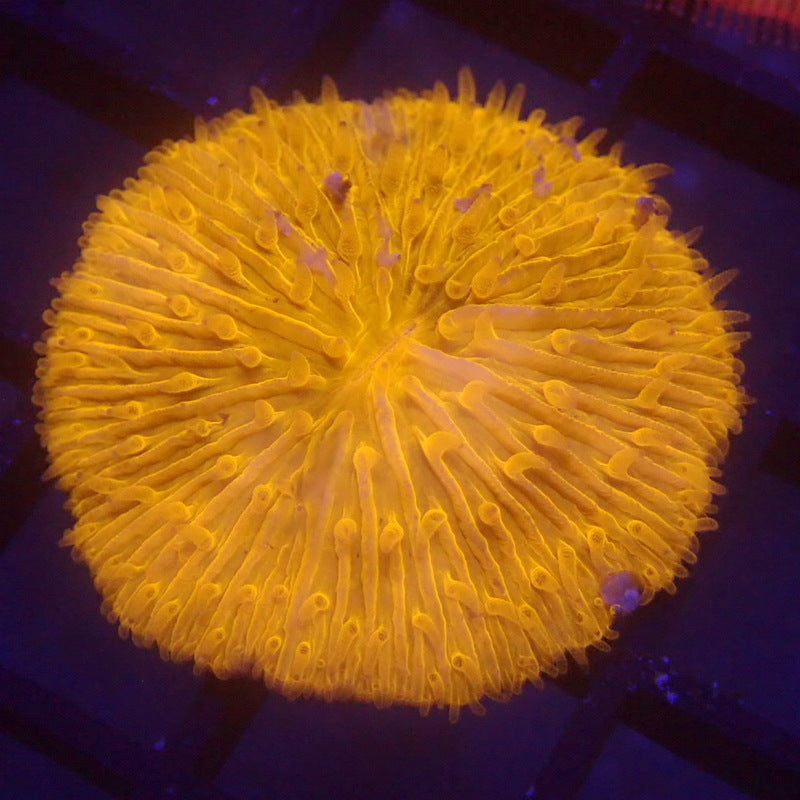 TINY NEON ORANGE Plate Coral WYSIWYG #55