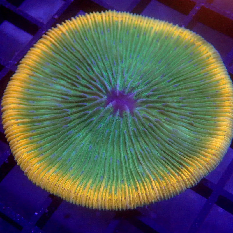 UNIQUE Green with Orange Rim Plate Coral WYSIWYG #62